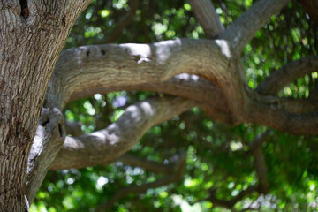 Fototapeta na wymiar Tree Detail