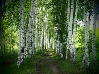 Young birch forest background with a trail. Young birch forest background with a trail. path in the green forest