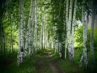 Selbstklebende Fototapete Birkenhain Junger Birkenwaldhintergrund mit einer Spur. Junger Birkenwaldhintergrund mit einer Spur. Weg im grünen Wald