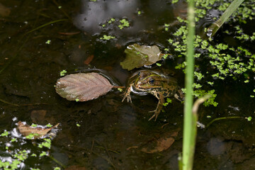 a common green frog in the water