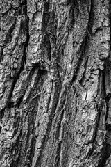 Relief bark of a deciduous tree