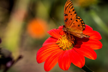 Wind beneath my wings