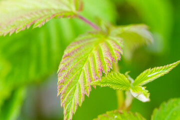 Green leaves of a raspberry plant in natural light