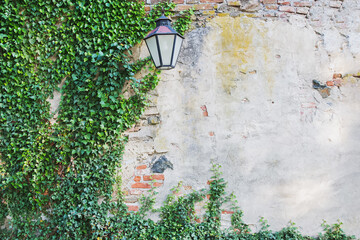 Old stone cracked wall with green ivy plant