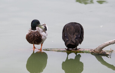 kaczki natura woda ptaki zwierzęta © Piotr