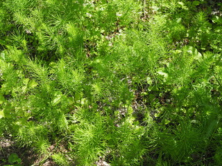 Forest horsetail in the shade of trees in summer. medicinal plant horsetail forest and field. Horsetail meadow view from above. Green grass background in eco-style