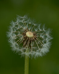 close up of a common dandelion missing some petals