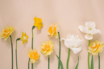 Creative floral composition made of narcissus flowers and white tulips with copy space on beige background.  Book cover concept.