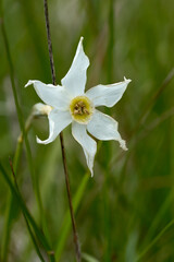 close up of a white narcissus in the field