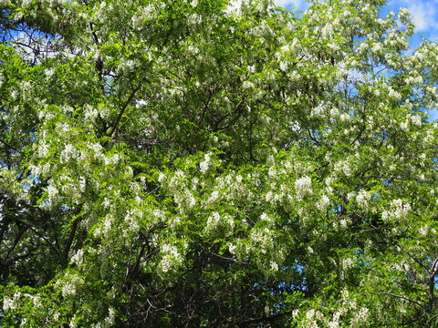 Blooming acacia tree with white flowers and blue sky in the sunny spring