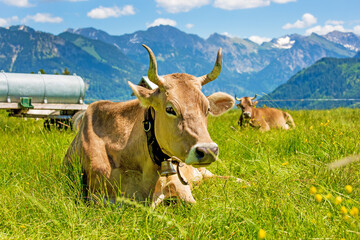 Kuh - Allg&auml;u - H&ouml;rner - Berge - Alpen