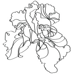 black and white line illustration of iris flowers on a white background