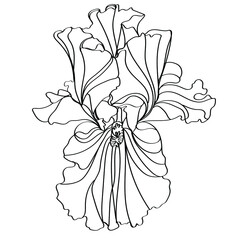 black and white line illustration of iris flowers on a white background