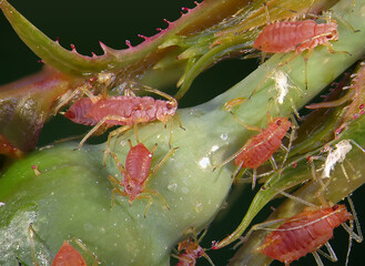 Aphids (plant lice, greenfly, blackfly or whitefly), (Hemiptera: Aphididae) are among the most...