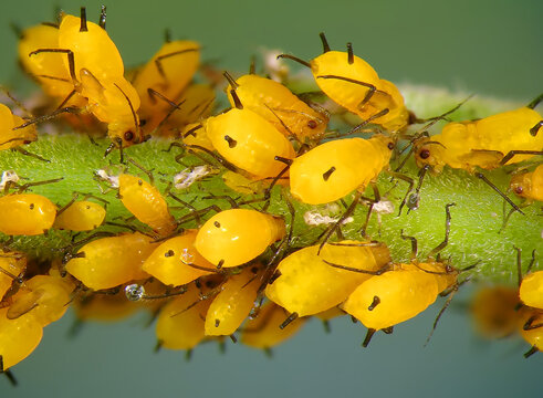 Aphids (plant lice, greenfly, blackfly or whitefly), (Hemiptera: Aphididae) are among the most destructive insect pests on cultivated plants in temperate regions 