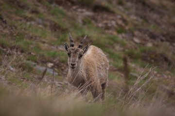 Young ibex