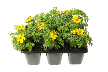 Flowering bidens plants