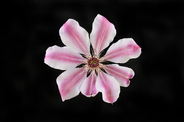 Clematis against black