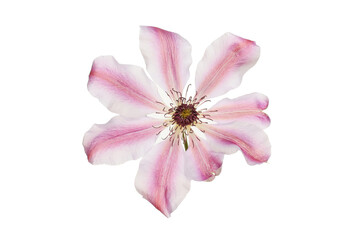 Clematis flower isolated