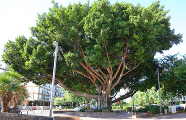 Old ficus tree on a city street. Ficus microcarpa, also known as Chinese banyan, Malayan banyan,...