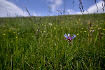 a wild cornflower in the field