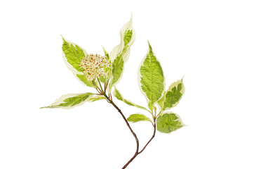 Dogwood flowers and foliage