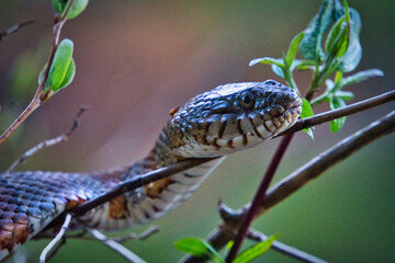 Obraz premium Snake resting in a tree during the day at Bear Brook State Park in Allenstown, NH