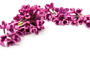 Obraz premium Beautiful blossoming lilac on white background. Space for text