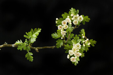 Hawthorn against black