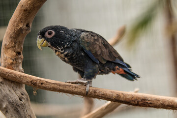 red backed vulture