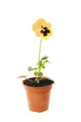 Fototapeta premium Pansy in a pot