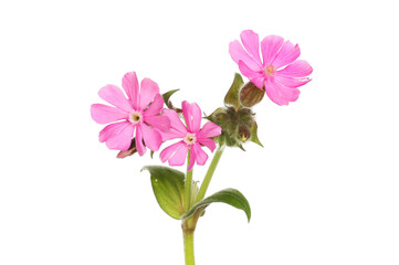 Red campion flowers