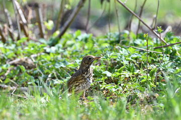 Portrait of the song thrush bird walking in green grass