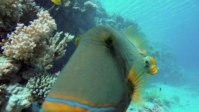 kiss fish. Life in the ocean. Tropical fish and coral reefs. Beautiful corals.