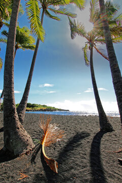 Fallen Palm Tree In Punalu'u Black Sand Beach
