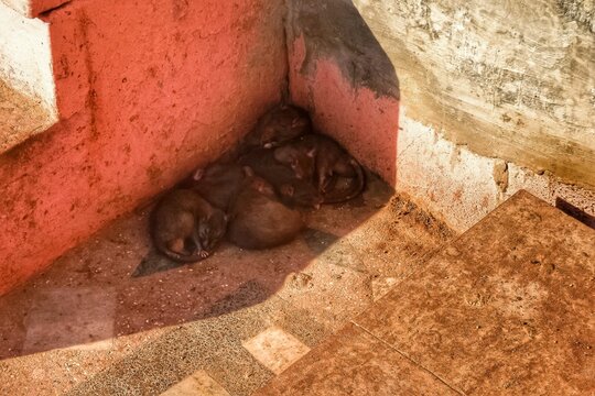 Rats (Rattus Rattus) are cuddled up to sleep in a shady corner of Karni Mata temple, the famous rat temple in Deshnoke, near Bikaner, Rajasthan, northern India. 