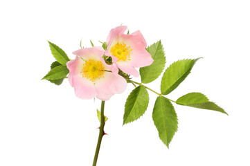 Pastel pink dog rose