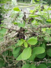 green leaves on a tree