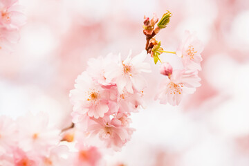 Branch of blooming pink sakura. Cherry blossom branch in bloom. Spring background. Copy space