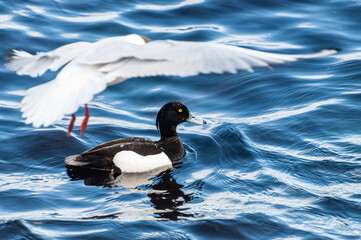 Tufted duck, Aythya fuligula, single male on water,