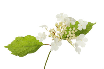 Viburnum flowers and foliage