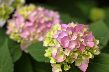 Hydrangea close up