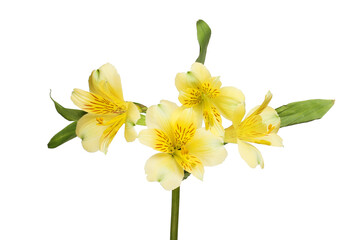 Fototapeta na wymiar Yellow alstroemeria flowers