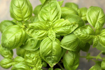 Basil leaves close up