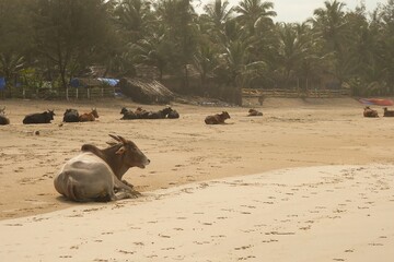 Cows on the beach in India, seen in Palolem, Goa, India. 