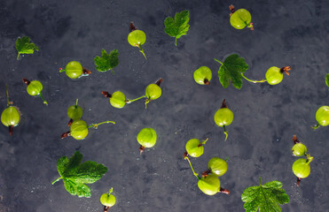 Home grown gooseberry flying floating in the air in motion with green mint leaves on the dark grey concrete background. Free copy space.
