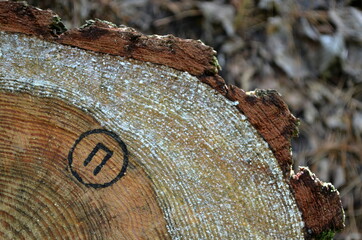 wood texture background