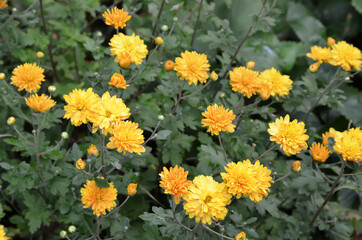 Yellow chrysanthemums in the garden