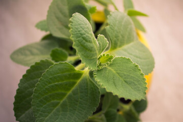 Sadzonka mięty w żółtej doniczce na parapecie widok z góry © Marcin