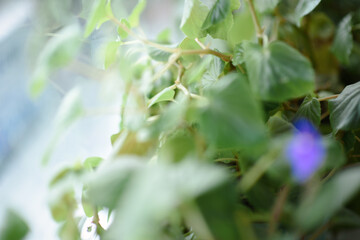 Potted plant. Pruning of the leaves. Care of home plants. Close-up of the flower.